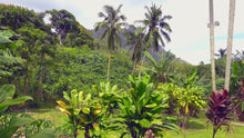 Load and play video in Gallery viewer, Birthplace of all Aloha Rosalei Babies! The sacred valley of Hakipuʻu, Hawaiʻi.