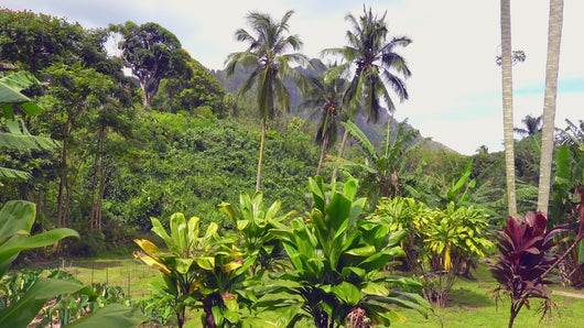 Birthplace of all Aloha Rosalei Babies! The sacred valley of Hakipuʻu, Hawaiʻi. 